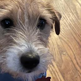 Russell Terriers from Terrier Town of Tennessee