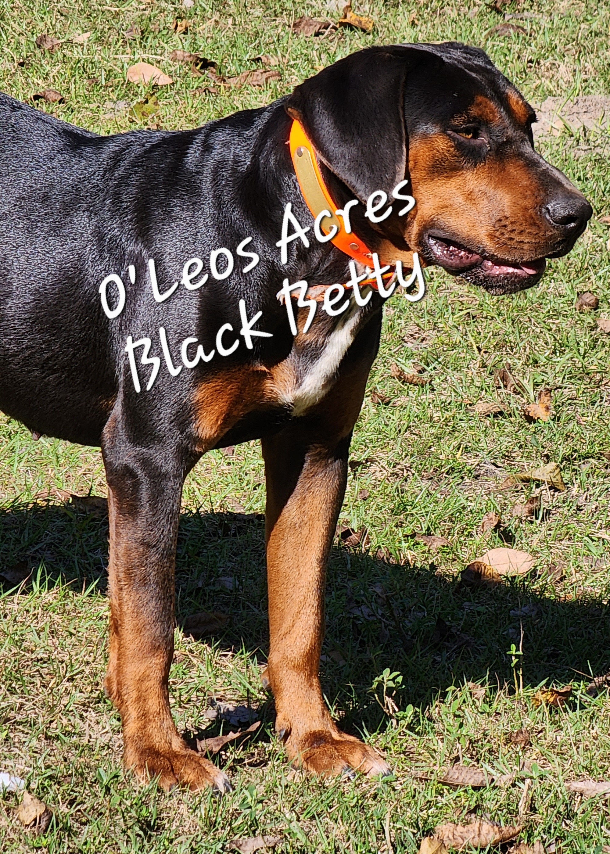 O'Leos' Acres Catahoulas