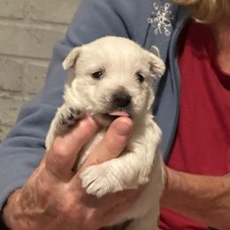West Highland White Terrier Puppies from C&C Westies