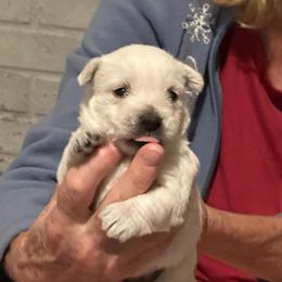 West Highland White Terrier Puppies from C&C Westies