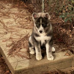 Siberian Husky Puppies from WILLIAM HUNDLEY
