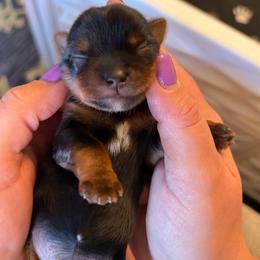 Spooky Boo - Black and tan female Yorkshire Terrier puppy in Coeur D Alene, Idaho from Cozy Coeur Yorkies