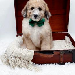 Murphy - Merle male Bernedoodle puppy in North Carolina from NC Doodle Puppies