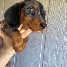 Dachshund Puppies from Long Dog Ranch
