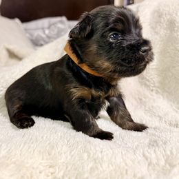 Yorkshire Terrier Puppies from Yorkie Fever