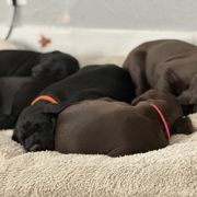 Pudelpointer Puppies from High Power Pudelpointers