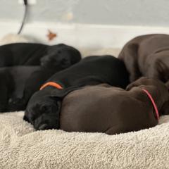 Pudelpointer Puppies from High Power Pudelpointers