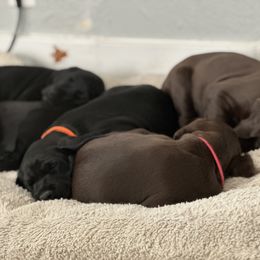 Pudelpointer Puppies from High Power Pudelpointers