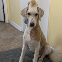 Remy - Goldendoodle