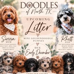 Goldendoodle puppies from Doodles of North Tx