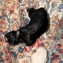 Baby Girl 2 - Black tri-color female Australian Shepherd puppy in Friendswood, Texas from 3M Australian Sheperds