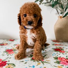 Sirloin - Red male Cavapoo puppy in San Antonio, Texas from Cariad Doodles