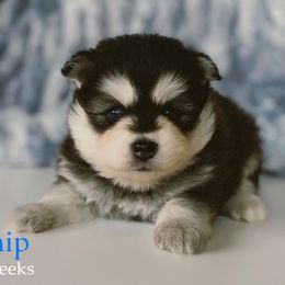 Chocolate Chip - Black and white male Pomsky puppy in Winston, Oregon from Arctic Tails Spitz