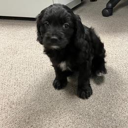 Beetle - Black male Cavapoo puppy in Lewisburg, Pennsylvania from Jessie's Puppies