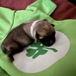 Boy 2 - male Pug puppy in Moorefield, West Virginia from Wratchford Farms
