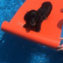Dachshund Puppies from Lavendell Dachshunds