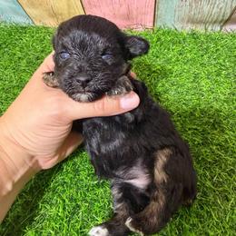 Stella - Black and silver female Miniature Schnauzer puppy in Lufkin, Texas from C&K’s Schnauzer House
