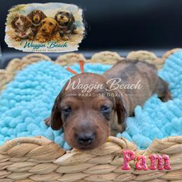 Pam - Dapple female Dachshund puppy in Sulphur Springs, Texas from Waggin Beach Paradise Doxies