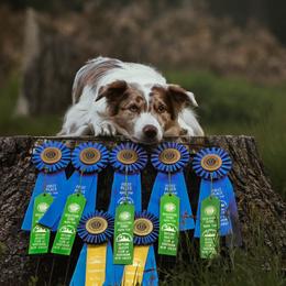 Border Collies from Halie Longobardi BC