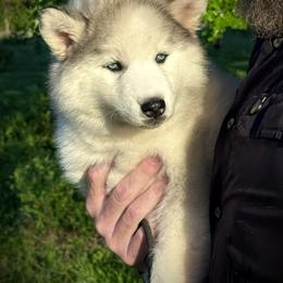 Pomsky and Siberian Husky Puppies from A-Dream Pomsky Kennel