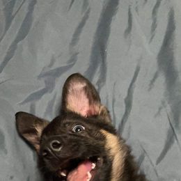 German Shepherd Puppies from Shenango Valley Shepherds