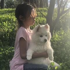 Cherry - American Eskimo Dog
