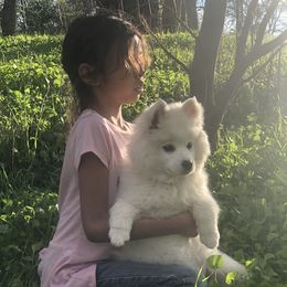 Cherry - American Eskimo Dog