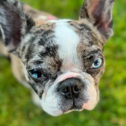 Daisy - Companion Cross