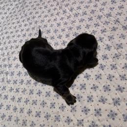 Dachshund Puppies from Little Doxie Farm