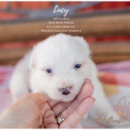 Lucy - Blue Merle Female - Blue merle female Australian Shepherd puppy in Red Bud, Illinois from Authentic Aussies