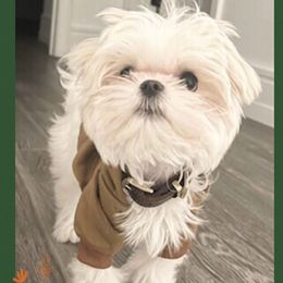 "Now Living in California " Maltese and Yorkshire Terrier Puppies from Precious Paws Maltese and Yorkies