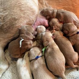 Brown collar - Yellow male Labrador Retriever puppy in Hartly, Delaware from Triple Threat Labradors