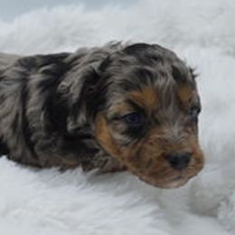 Assorted Doodle Crosses, Aussiedoodles, Australian Shepherds, and Miniature Australian Shepherds from North Lake Doodles