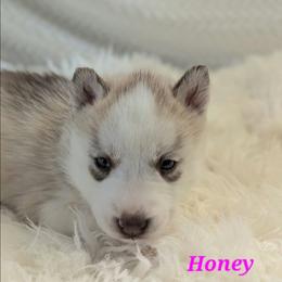 Honey - Red and white female Siberian Husky puppy in Hebron, Kentucky from Glacier Run Huskies