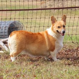 Penny - Pembroke Welsh Corgi