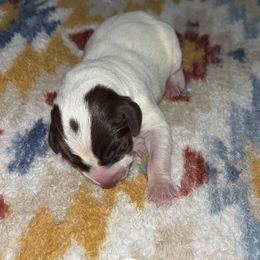 Gunner - Liver and white male German Shorthaired Pointer puppy in Saint Joseph, Missouri from N&R Gsps