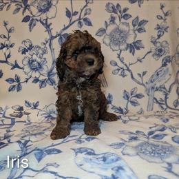 Iris - Brown and tan female Cockapoo puppy in Sunset, Louisiana from Cano Cockapoos