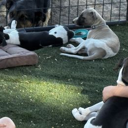 Whippets from Chappelle Whippets