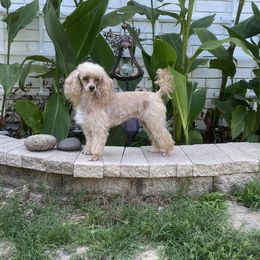 Ruby - Poodle