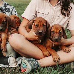 Rhodesian Ridgeback Puppies from Raven’s Ridgeback