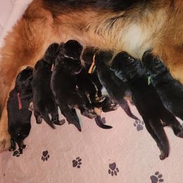 Boy 2 - German Shepherd puppy from Von Richardson Elite German Shepherds