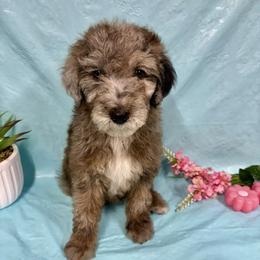 Molly - Blue merle female Miniature Australian Shepherd puppy in Marshall, Arkansas from Buffalo River Puppies