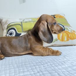 Bingo - Red male Dachshund puppy in Bala Cynwyd, Pennsylvania from Hotdawgz Standard AKC Dachshunds