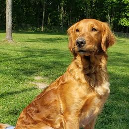 Gypsy - Golden Retriever
