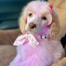 Miss pink Collar-Winx - Cream female Poodle puppy in Screven, Georgia from Dreamland Standard Poodles