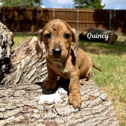 Quincy - Dapple female Dachshund puppy in Royse City, Texas from Truehearted Miniature Dachshunds