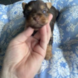 Chocolate - Chocolate and tan male Yorkshire Terrier puppy in Yukon, Oklahoma from Tiffs Yorkie babies