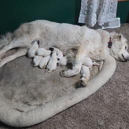 Girl 1 - White and badger female Great Pyrenees puppy in Ruthven, Iowa from Whispering Heights Ranch