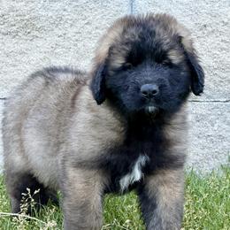 Nala - Sandy female Leonberger puppy in Saratoga Springs, Utah from Echo River