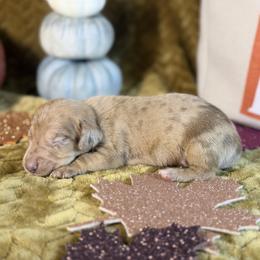 Rusty - Dapple male Dachshund puppy in Purdy, Missouri from Shotgun Pups